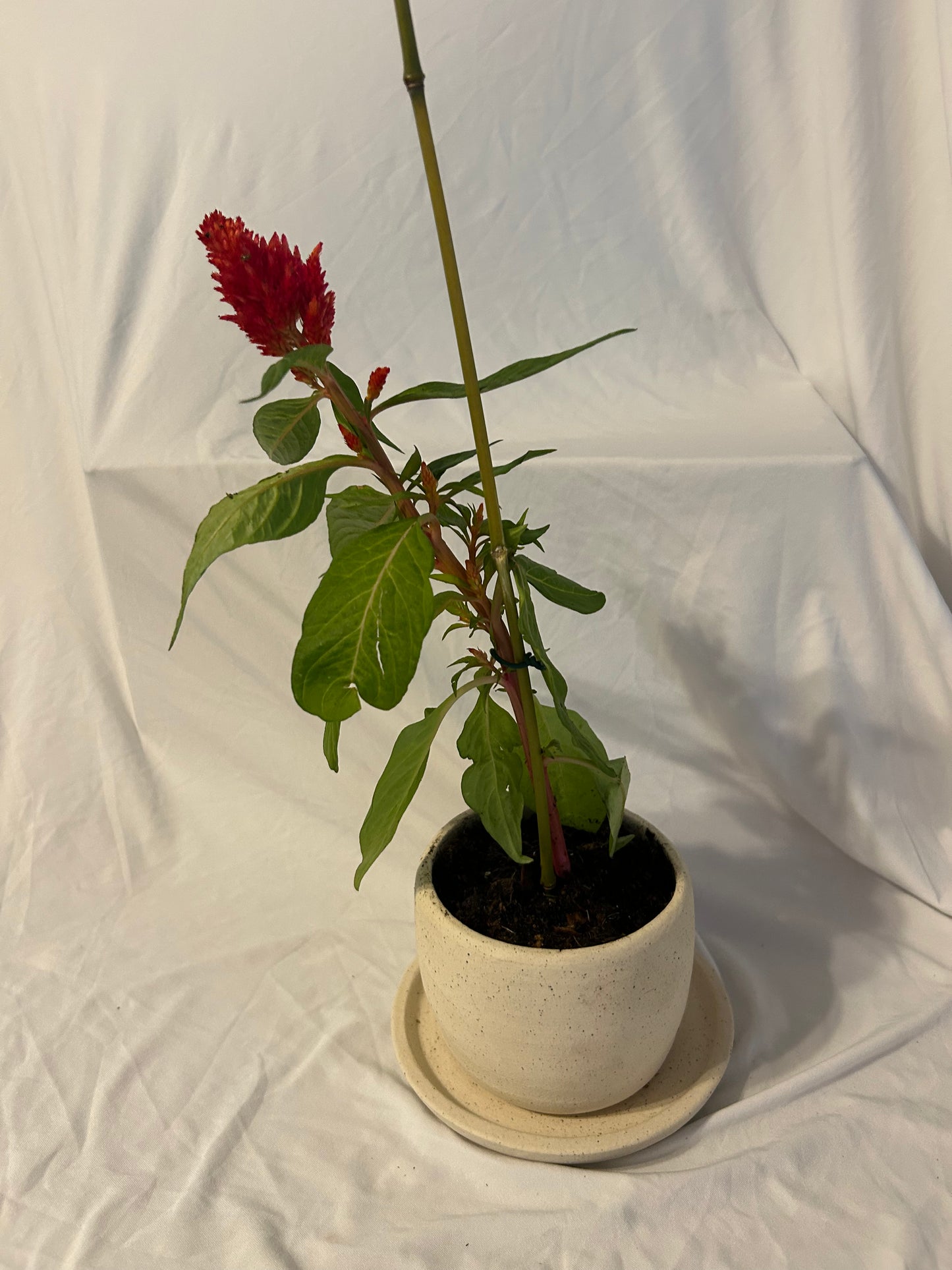 Planter/vase