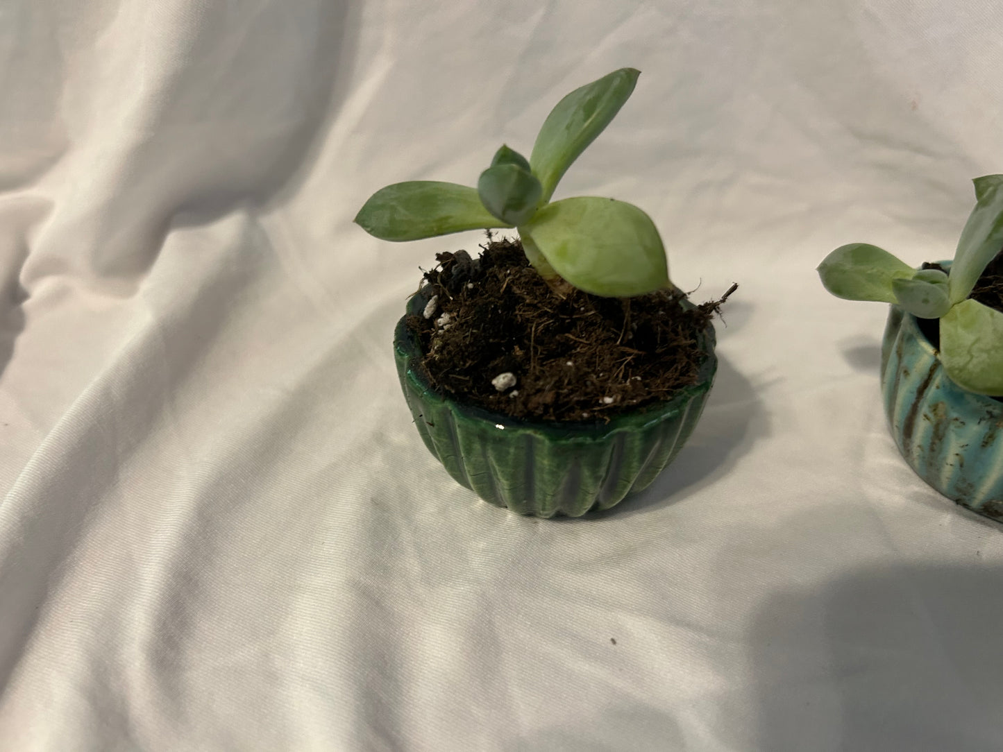 Scullant plant