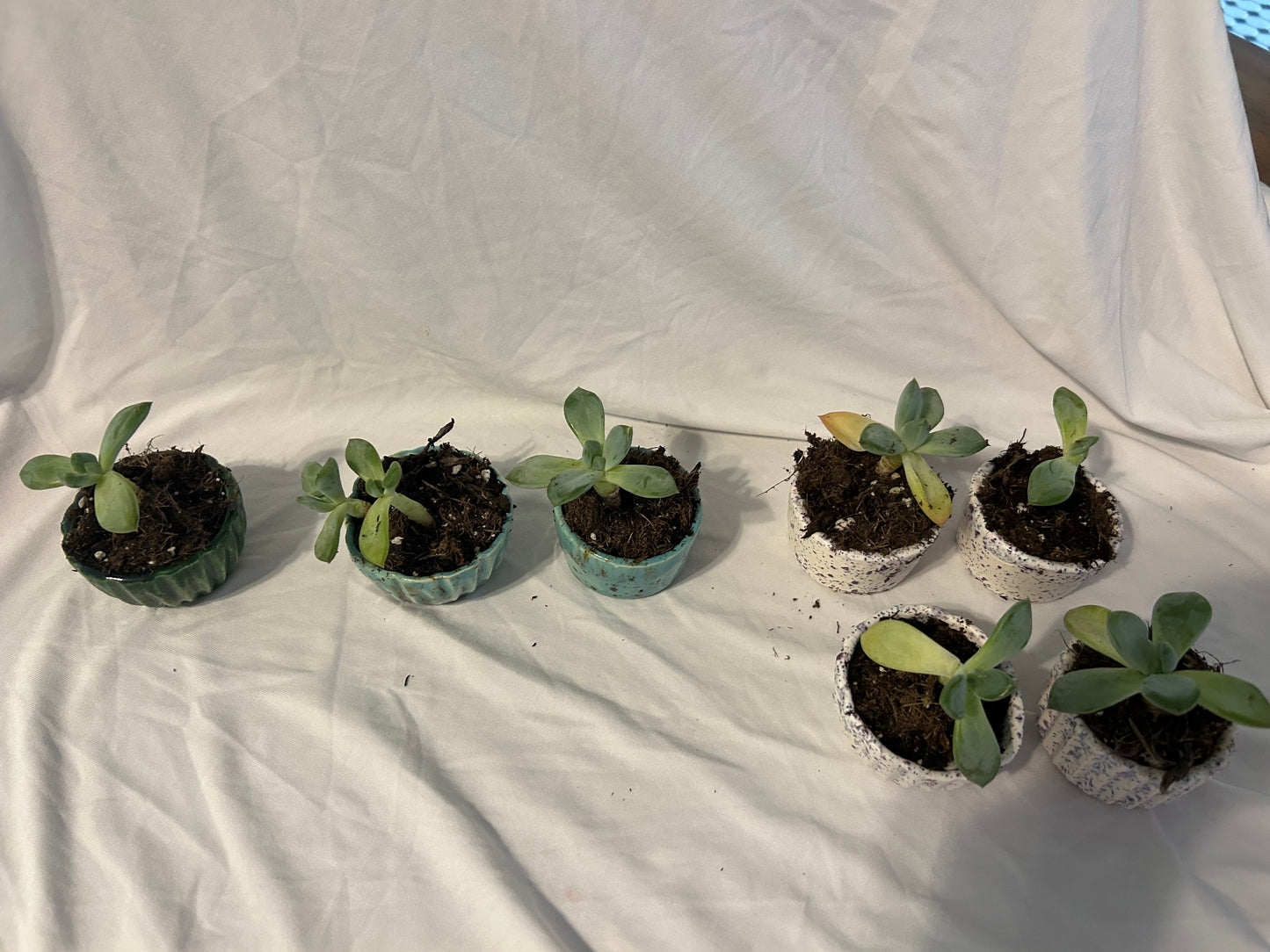 Scullant plant
