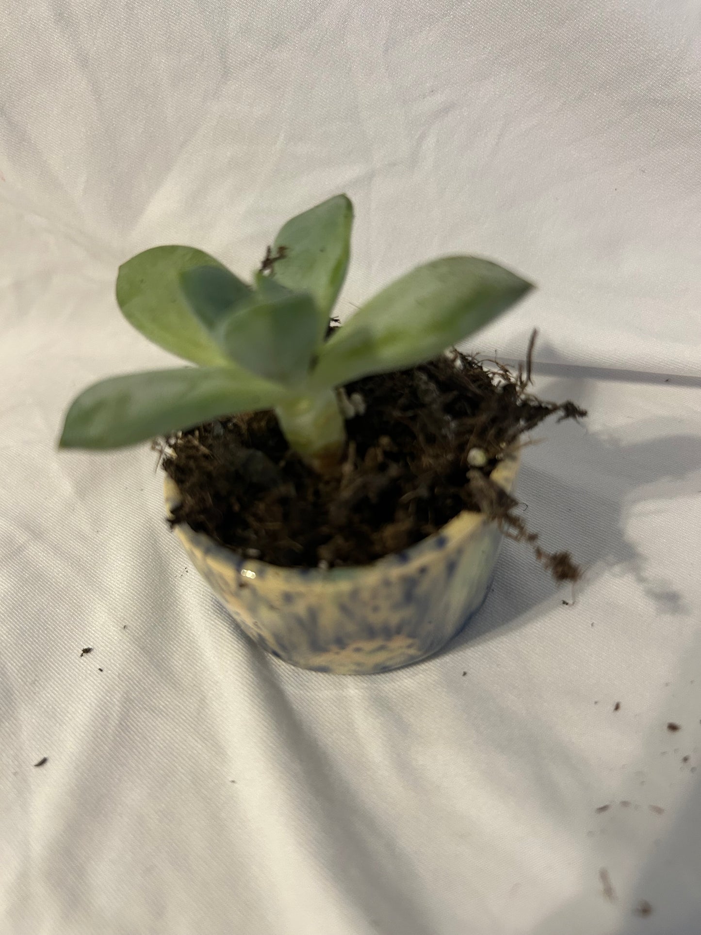 Scullant plant