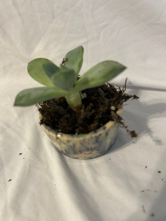 Succulent plant