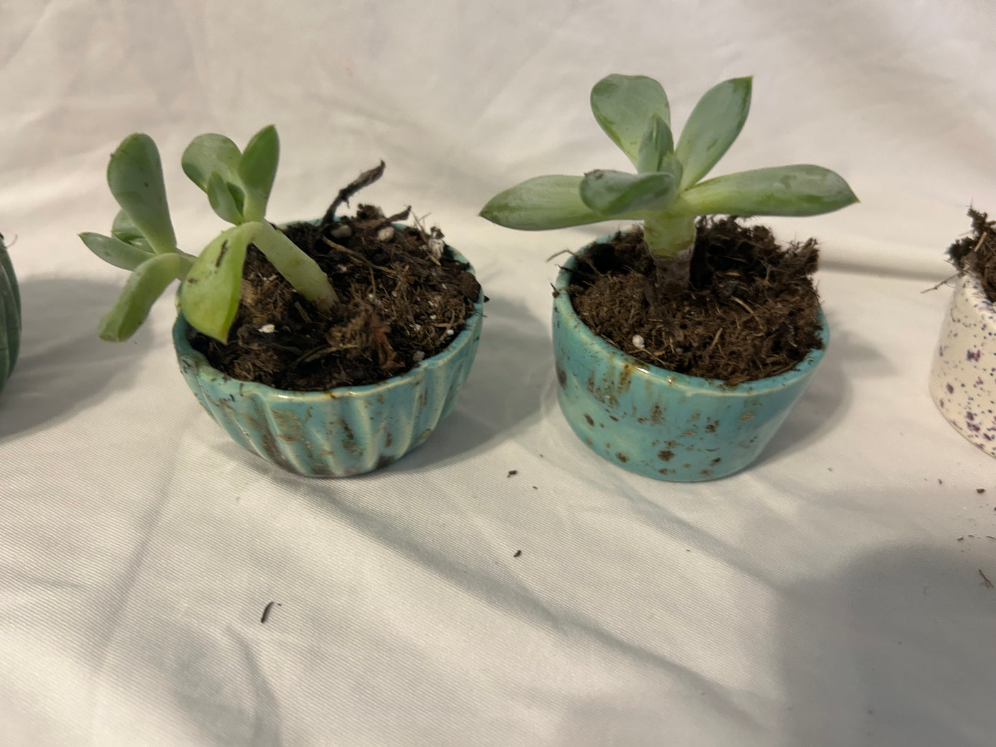 Scullant plant