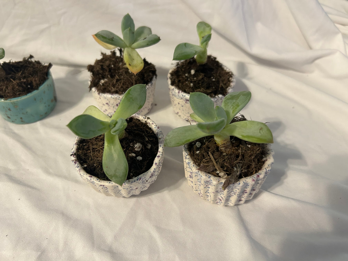 Scullant plant